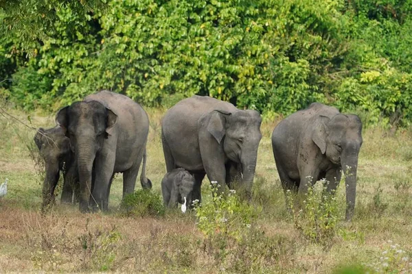 10 เรื่องน่ารู้ของสิ่งมีชีวิตที่เรียกว่า "ช้าง" ผ่านวันช้างไทย 13 มีนาคม