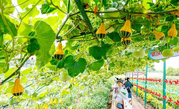 ศูนย์จัดแสดงสินค้าเกษตรสมัยใหม่หูเป่ย ... สร้างสรรค์ ล้ำสมัย (จบ) โดย ดร.ไพจิตร วิบูลย์ธนสาร 