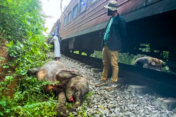 อุบัติเหตุรถไฟชนช้างป่าที่ศรีลังกา ตาย 6 ตัว