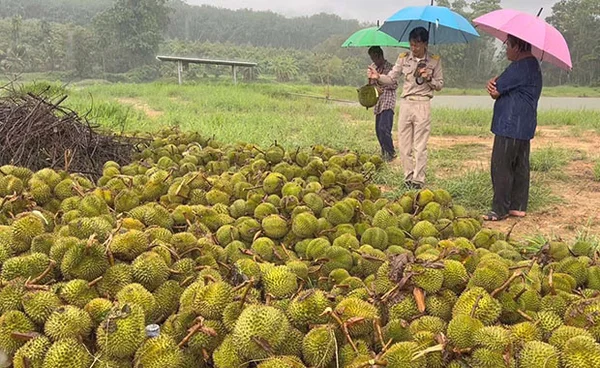 “พายุฤดูร้อน” แผลงฤทธิ์ ทำทุเรียนร่วง เสียหาย 5 ตัน มูลค่ามหาศาล 