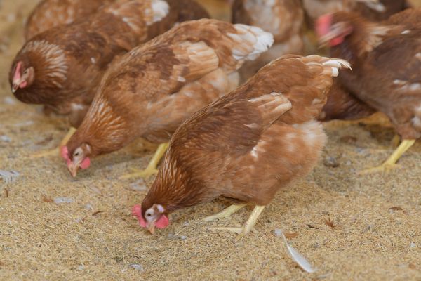 CPF มุ่งมั่นเพิ่มการผลิตไข่ไก่ Cage Free ปีละ 30%