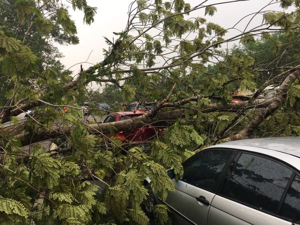 พายุฝนถล่มตราด ต้นไม้ริมถนนล้มทับรถ 3 คัน