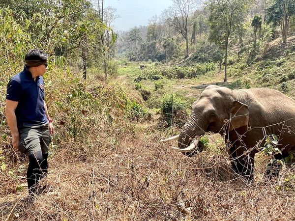 ‘หมอล็อต’ เผยเรื่องราวประทับใจรักษา 'ช้างป่า' ผ่านไป 12 ปียังจำกันได้