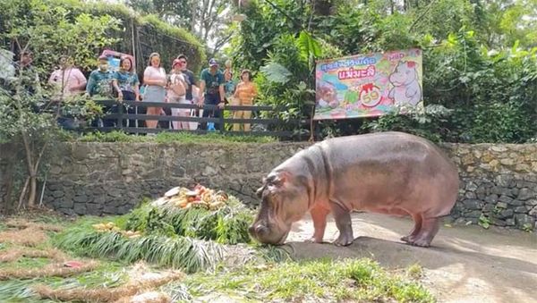 แฮปปี้เบิร์ดเดย์ “แม่มะลิ” ฉลองอายุครบ 59 ปี ฮิปโปอายุยืนที่สุดในไทย 