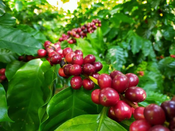 เครือซีพี หนุน “วิสาหกิจชุมชนผู้ปลูกกาแฟบ้านกองกาย” ต้นแบบกาแฟสร้างป่าในพื้นที่ อ.แม่แจ่ม จ.เชียงใหม่