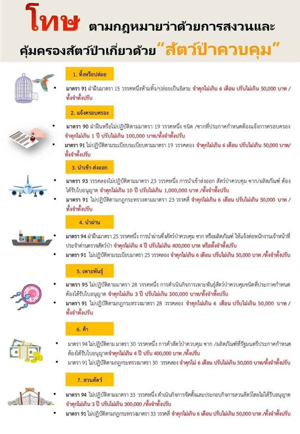 'จากป่า มาสู่กรุง' เปิดข้อกฎหมาย 'สิงโต' นั่งเบนท์ลีย์ เมื่อ 'สัตว์ป่า' กลายเป็น 'สัตว์เลี้ยง'  