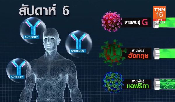 ฉีดวัคซีนโควิดนานแค่ไหน? จะมี ภูมิคุ้มกัน