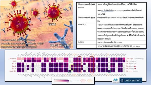 ศูนย์จีโนมฯเตือนยอดโควิดลด แต่วัคซีนยังจำเป็นไว้ป้องกันเชื้อBA.4-BA.5