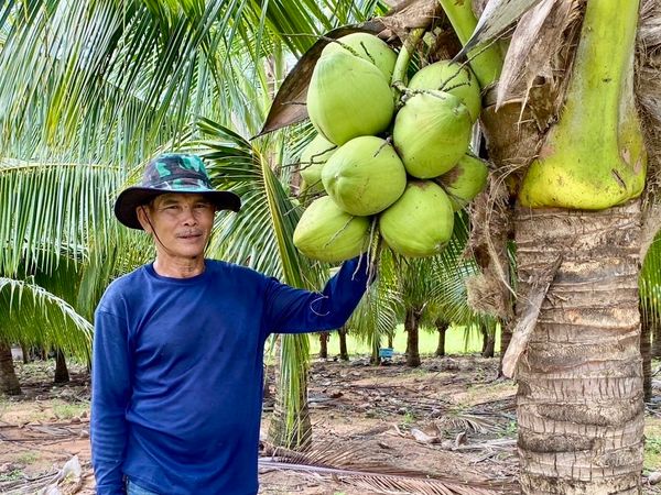 เครือซีพี ช่วยเกษตรกรขอนแก่น ส่งเสริมปลูกมะพร้าวน้ำหอม รายได้ดีกว่าเกษตรดั้งเดิม 5 เท่าตัว