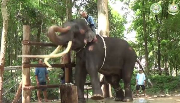 ‘พลายศักดิ์สุรินทร์’ ล่าสุด อารมณ์แจ่มใส-ทำตามคำสั่งภาษาไทยได้