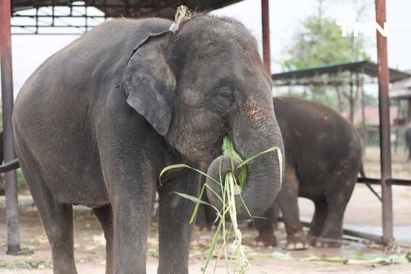 “วันช้างไทย” แลเพนียด ทำบุญ-เลี้ยงอาหารช้าง เพื่อเป็นสิริมงคล