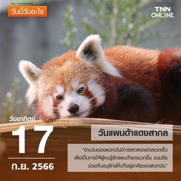 วันนี้วันอะไร 17 กันยายน ตรงกับ “วันแพนด้าแดงสากล” 