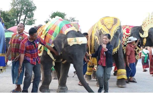 สุรินทร์ เตรียมจัดแสดงงานช้าง สุดยิ่งใหญ่ 