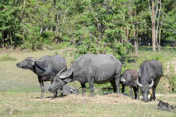 มูลนิธิเจริญโภคภัณฑ์  ร่วมกับมหาวิทยาลัยเกษตรศาสตร์ จัดทำหนังสือ “ความสามารถทางพันธุกรรมพ่อแม่พันธุ์กระบือ 2566