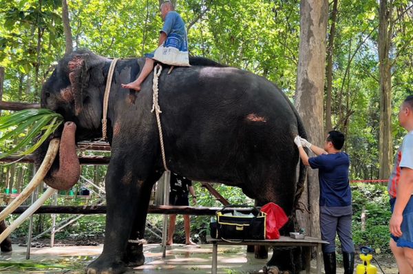 อัปเดตล่าสุด  “พลายศักดิ์สุรินทร์” สุภาพดีไม่มีโรคติดต่อ 