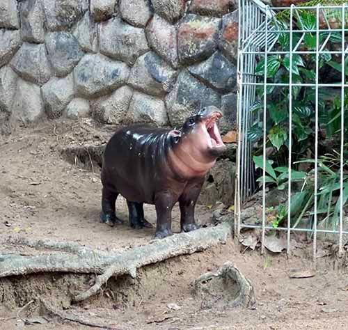 “หมูเด้ง” ดังเกินควบคุม โผล่เป็นมีมใน X  - วงการกีฬาอเมริกันก็เอาด้วย