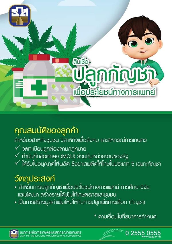 ข่าวดี! ธ.ก.ส.ปล่อยสินเชื่อปลูกกัญชาดอกเบี้ยถูก 0.01%ต่อปี