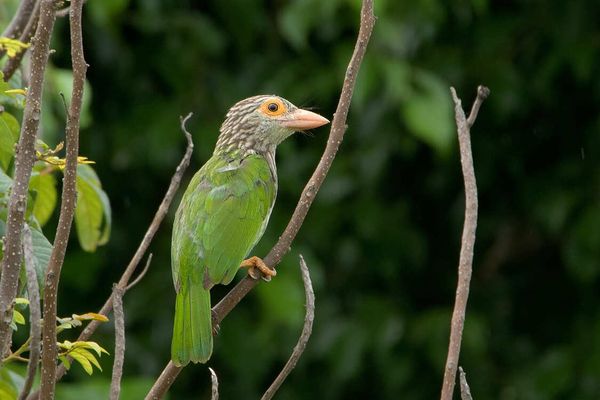 เครือซีพีจัดกิจกรรมชวนชมนก ‘CP Bird Walk 2023’ ครั้งที่ 3 ส่งท้ายปี