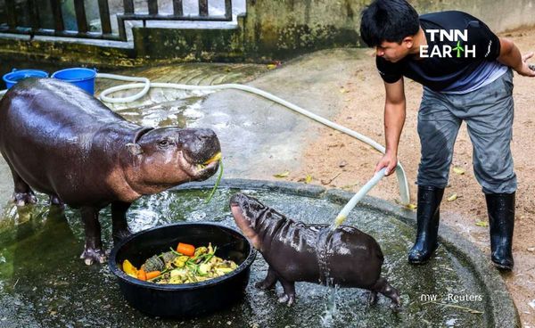 น้องหมูเด้ง ซุปตาร์ตัวใหม่ เด้งเก่ง ดังไกลไปทั่วโลก