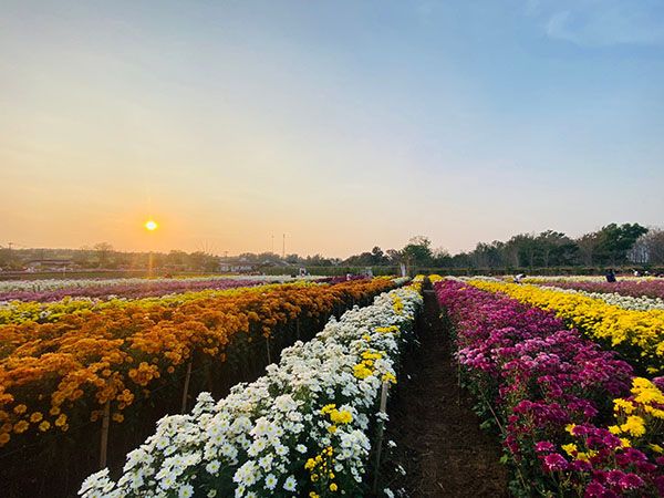 ‘ที่เที่ยววันตรุษจีน’ วังน้ำเขียวจัดงาน ‘เบญจมาศบาน’ สวยที่สุดใน 20 ปี 