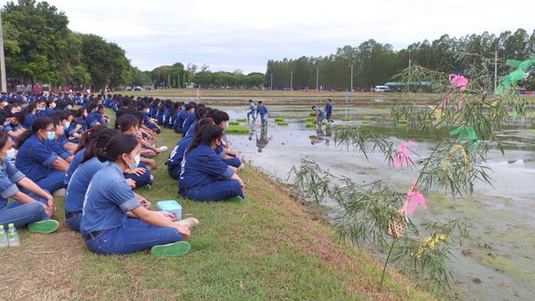 ม.เกษตรศาสตร์กำแพงแสน จัดกิจกรรมปลูกข้าว วันแม่แห่งชาติ