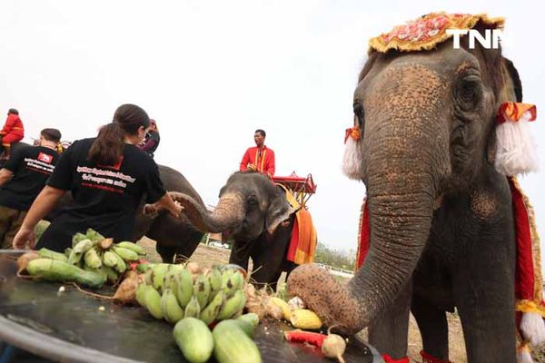 “วันช้างไทย” แลเพนียด ทำบุญ-เลี้ยงอาหารช้าง เพื่อเป็นสิริมงคล