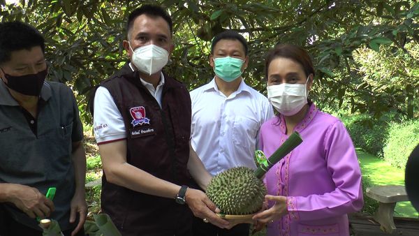 นักธุรกิจใจบุญ บุกสวนทุเรียนนนท์ เหมาทั้งสวนกว่า 300 ลูกเป็นเงินกว่า 1 ล้าน 