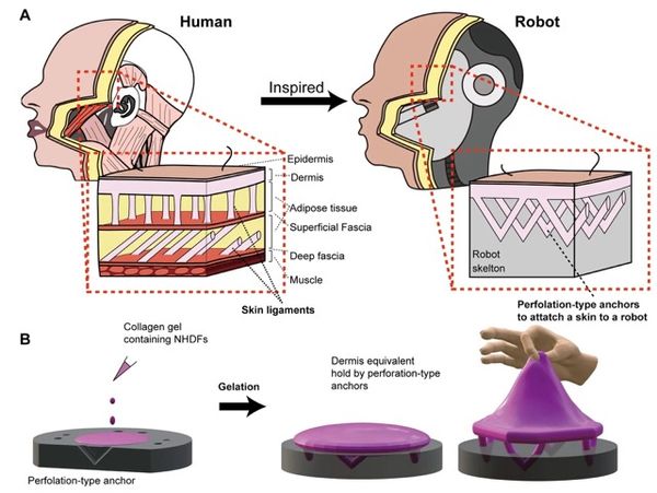 ญี่ปุ่นสร้าง “ผิวหนังเทียม” จากเซลล์ผิวมนุษย์ เกาะติดหน้าหุ่นยนต์ได้แน่นขึ้น