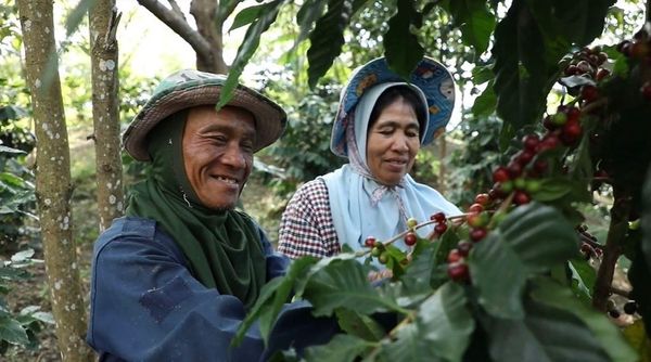 กาแฟสบขุ่น จ.น่าน ได้รับการรับรองคุณภาพกาแฟระดับดีมาก ในเวทีประกวดสุดยอดกาแฟไทย ปี 2565