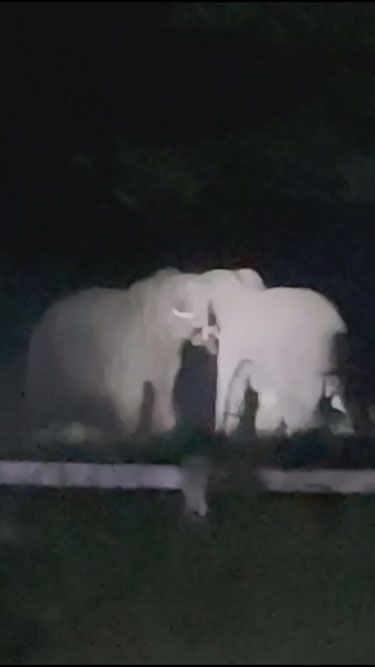 ภาพหาดูยาก 2 ช้างพลายเพื่อนรัก เปิดศึกชิงจ่าฝูงแห่งเขาใหญ่