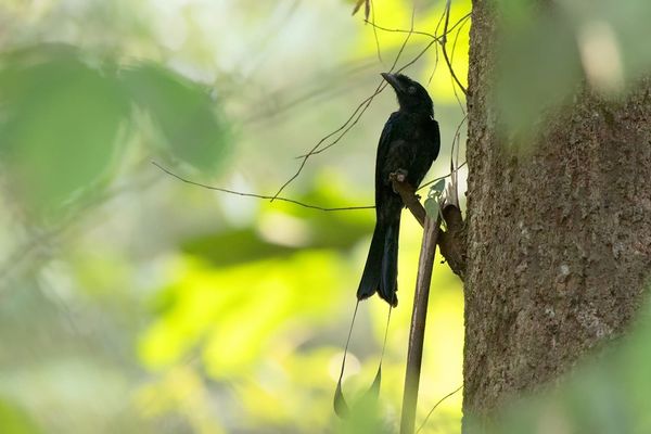 เครือซีพีจัดกิจกรรมชวนชมนก ‘CP Bird Walk 2023’ ครั้งที่ 3 ส่งท้ายปี