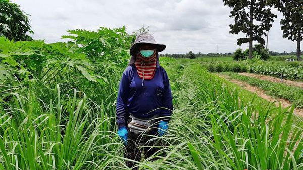 CPF ชูผลสำเร็จ โครงการปุ๋ยเปลือกไข่สู่ชุมชนและเกษตรกร