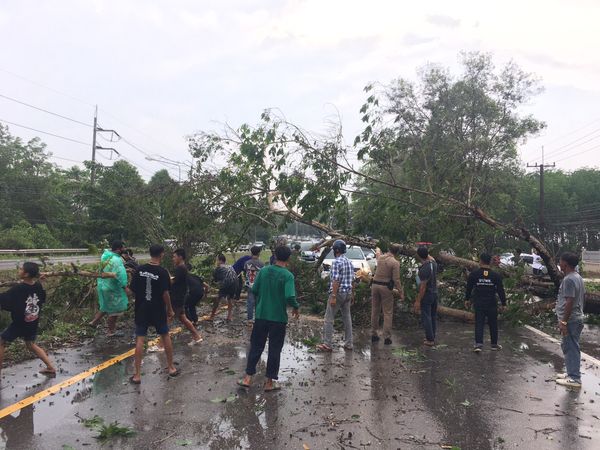 พายุฝนถล่มตราด ต้นไม้ริมถนนล้มทับรถ 3 คัน