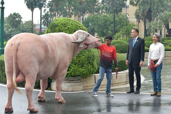 “โก้ เมืองเพชร” ไม่ใช่ตัวแรก ย้อนดูราคาควายไทยในอดีตแพงสุด 60 ล้าน 