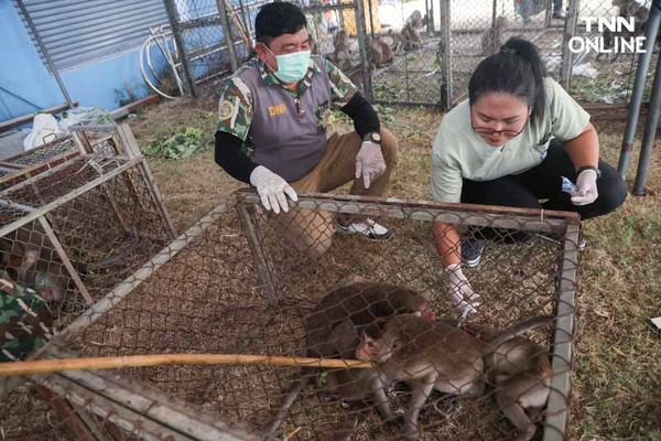 ทำหมันควบคุมประชากร แก้ปัญหาลิงขยายพันธ์ุเข้าถิ่นอาศัยคน