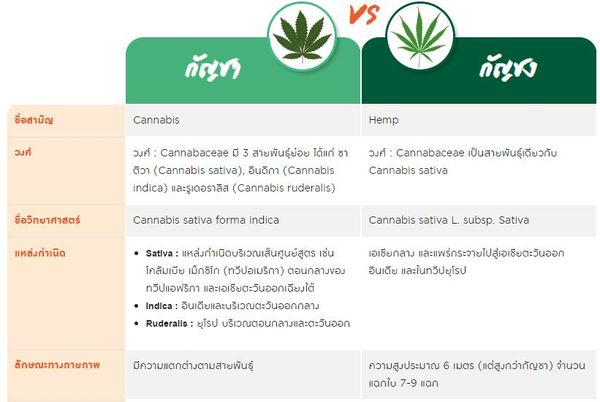  ปลดล็อกกัญชา ไขข้อสงสัย กัญชง - กัญชา ต่างกันอย่างไร?