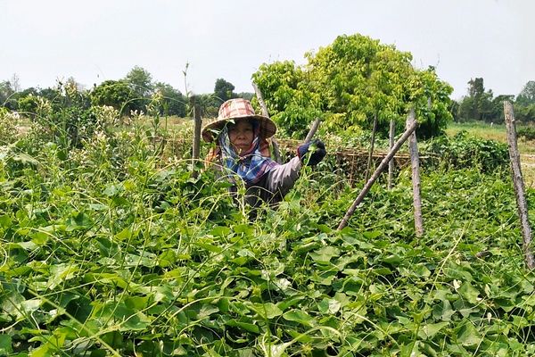 CPF เดินหน้า “Greenfarm” ดันใช้ “ไบโอแก๊ส-โซลาร์ฟาร์ม” เป็นพลังงานทดแทน