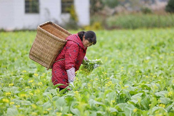 ความมั่นคงด้านอาหารของจีน ... จากเชิงลบสู่เชิงบวก (ตอน 3) โดย ดร.ไพจิตร วิบูลย์ธนสาร