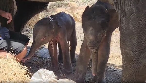 อยุธยาสุดยินดีรับขวัญ ‘ลูกช้างแฝดต่างเพศ’ คู่เดียวของโลก 