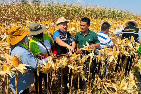 กรมส่งเสริมการเกษตร ร่วมรณรงค์สาธิตเก็บเกี่ยวข้าวโพดเลี้ยงสัตว์หลังนา จ.นครสวรรค์