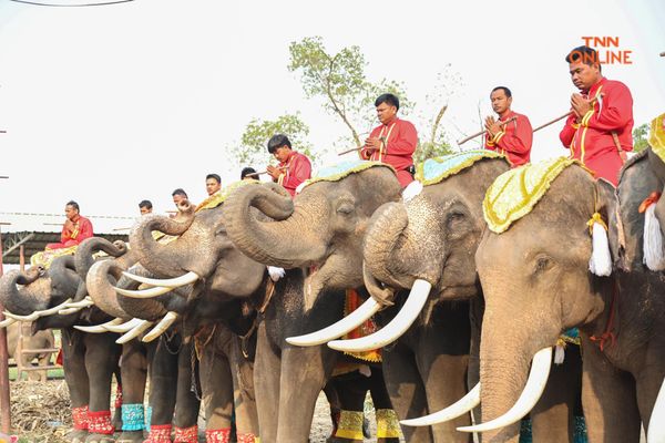 “วันช้างไทย” แลเพนียด ทำบุญ-เลี้ยงอาหารช้าง เพื่อเป็นสิริมงคล