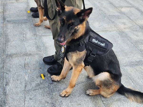 น้องทำดี! ติดยศตำรวจตรี “สุนัข K-9” คลี่คดีดัง“น้องชมพู่-ไอซ์หีบเหล็ก”