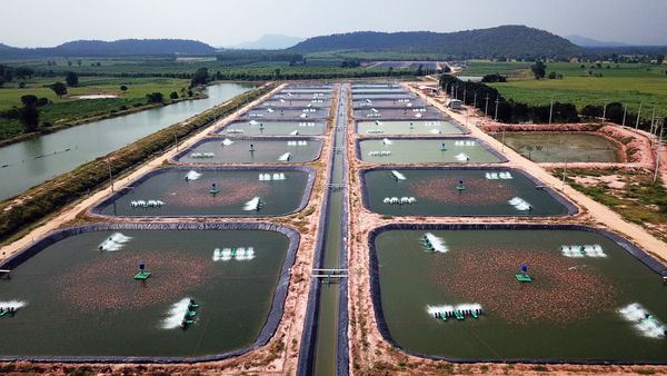 ซีพีเอฟ ชูมาตรฐานต้นแบบการเลี้ยงปลา “CARE Aquaculture Model” 