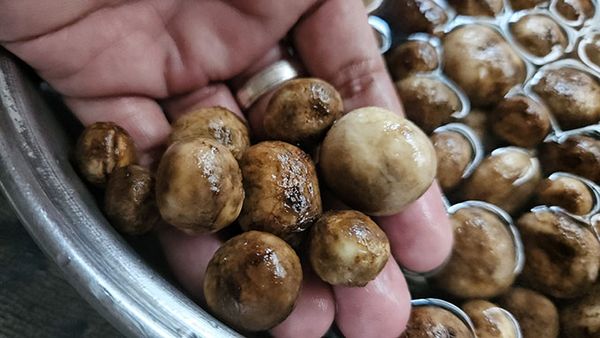 ‘เห็ดถอบ - เห็ดเผาะ’ ของอร่อยประจำฤดูฝนสังเกตอย่างไร ไม่ใช่เห็ดพิษ 