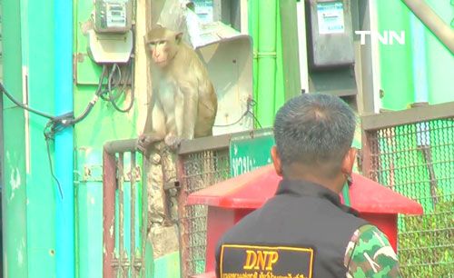 ปฏิบัติการจับลิงลพบุรี ล็อกเป้าหัวโจก ส่องพื้นที่ “ลิง-คน” อยู่ร่วมกัน