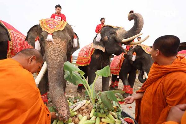 “วันช้างไทย” แลเพนียด ทำบุญ-เลี้ยงอาหารช้าง เพื่อเป็นสิริมงคล