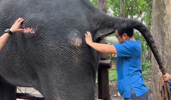 อัปเดตล่าสุดอาการ “พลายศักดิ์สุรินทร์” ตรวจพบขาซ้ายผิดปกติ 