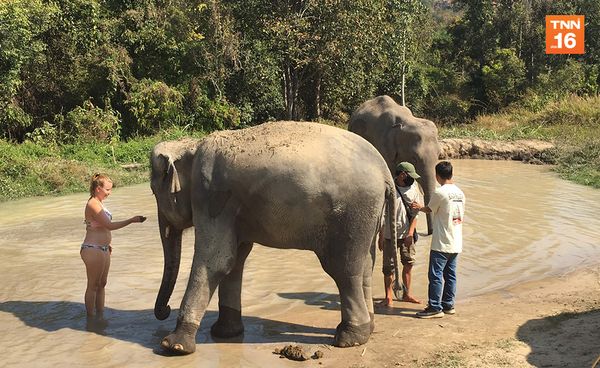 Exclusive Content :Elephant Care Tourismอนาคตท่องเที่ยวช้างไทย