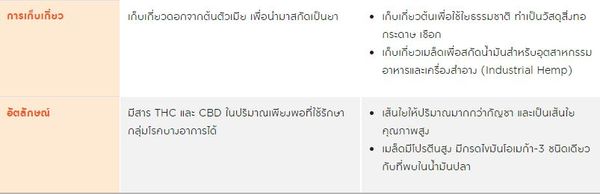  ปลดล็อกกัญชา ไขข้อสงสัย กัญชง - กัญชา ต่างกันอย่างไร?