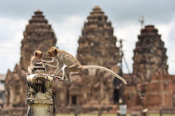 เปิดตำนานเมืองลิงลพบุรี สัมพันธ์คน-ลิง จากอดีตถึงปัจจุบัน สู่วิกฤตความขัดแย้ง